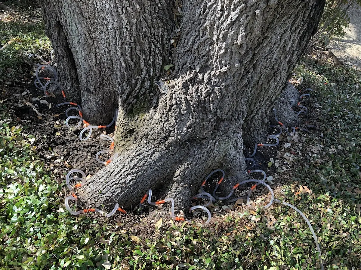 Detailed Shrub and Hedge Trimming job site in Moneta