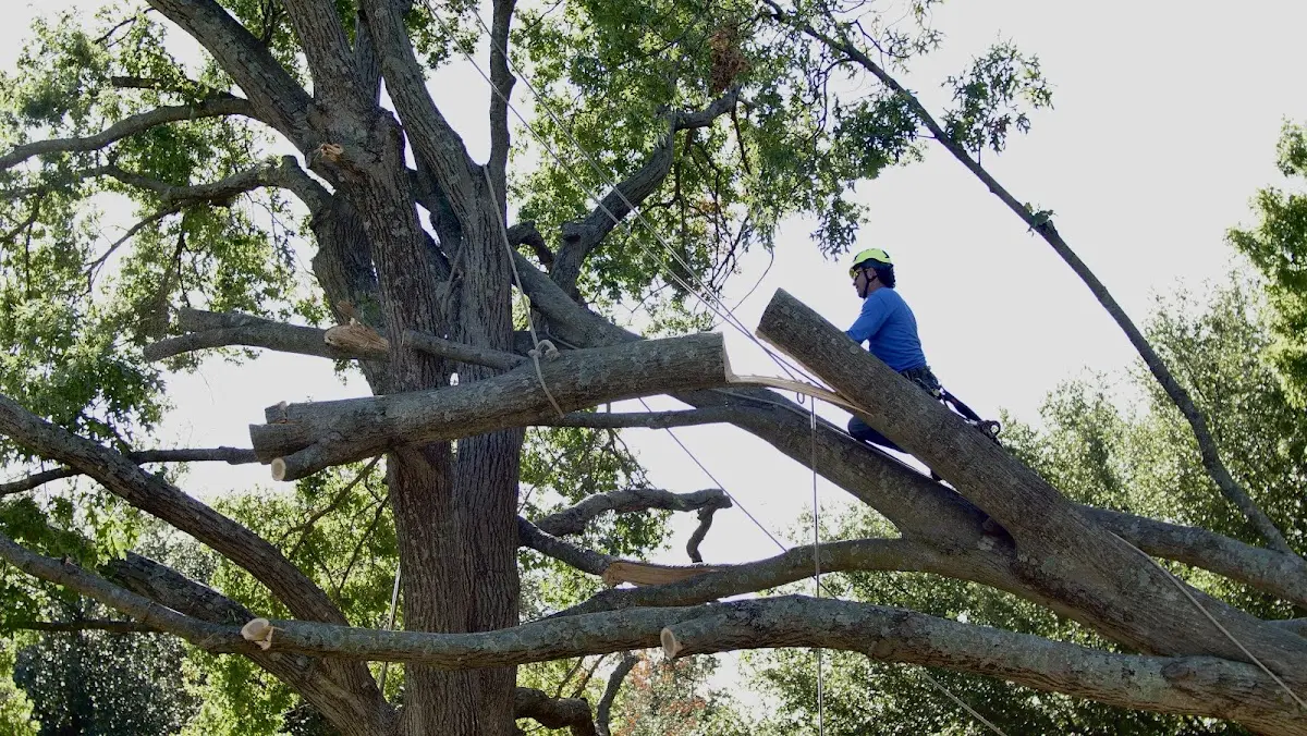 Professional Crown Thinning performed by certified arborists in Moneta