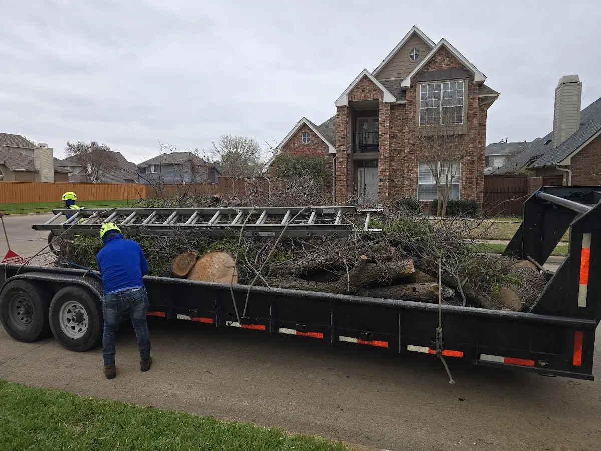 Expert Tree Removal with proper safety equipment in Moneta